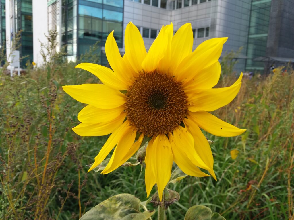 Sunflower on campus